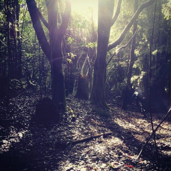 Mountain bike through rainforest